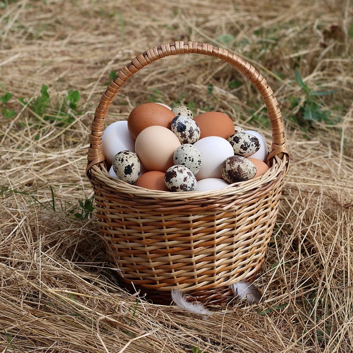 Œufs frais dans un panier