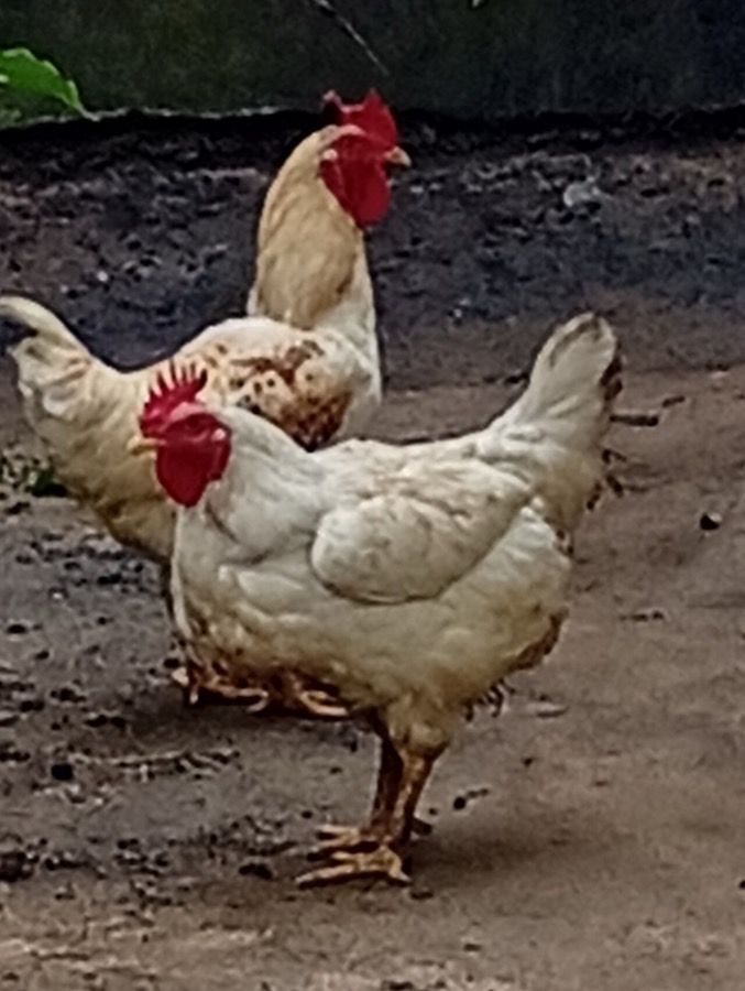 Poules élevées en plein air