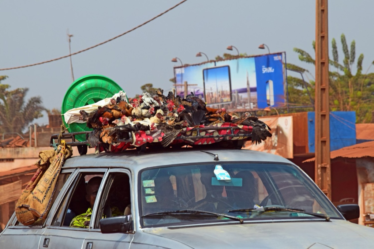 Transport de volailles vers le marché, une scène typique du commerce de volaille en Afrique de l'Ouest